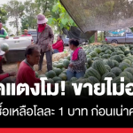泰国西瓜遭遇严重遇危机！价格暴跌至每公斤1泰铢！