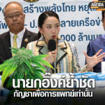 佩通坦放话！为泰政府定会让“大麻”重回毒品名单！