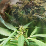 仅限医疗！泰国卫生部长要求严厉打击非法大麻