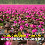 一期一会！泰国那空沙旺府万亩红莲盛开，邀游客共赏美景！